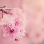 The Japanese Tradition of Noting Nature: Ohanami