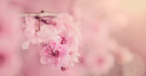 The Japanese Tradition of Noting Nature: Ohanami